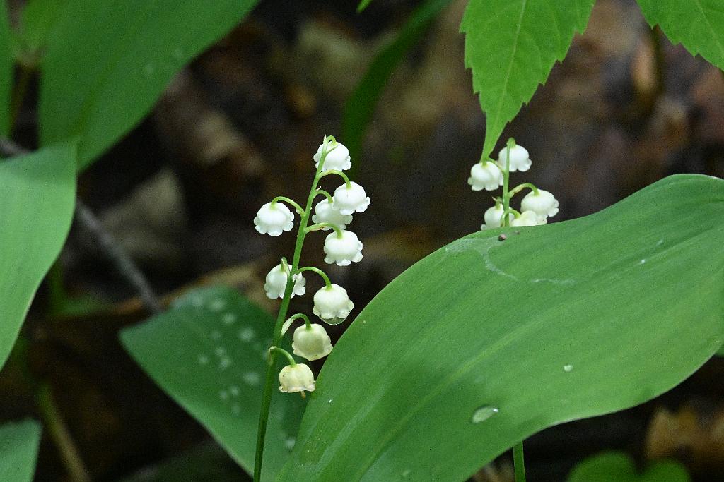 2025-05168587 Broad Meadow Brook, MA.JPG - Lily-of-the-Valley. Broad Meadow Brook Wildlife Sanctuary, MA, 5-16-2025